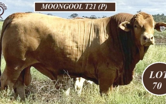 Moongool Simbrahs Longreach Bull sale 