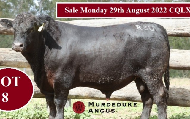 Murdeduke Angus Bull sale 2022