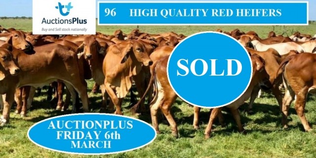 96 Exceptionally Bred Red Brahman Heifers. 
