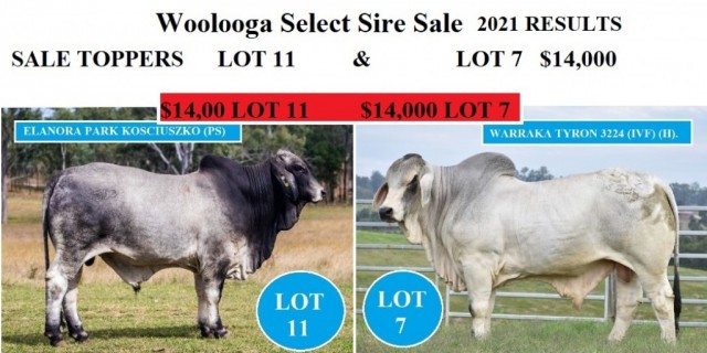 Woolooga Select Sire Sale ( 2021 )