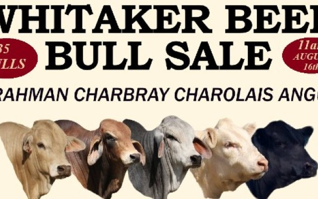 Whitaker Beef Bull Sale.