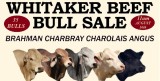 Whitaker Beef Bull Sale.