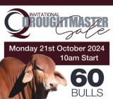 CQ Invitational Droughtmaster Sale 2024.