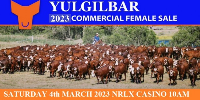 Yulgilbar  Commercial female Sale 2023