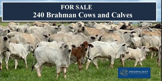 240 Brahman Cows & Calves For Sale
