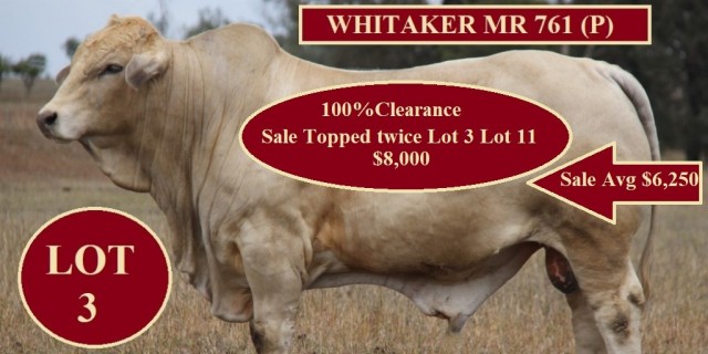 WHITAKER BEEF BULL SALE 100% Clearance