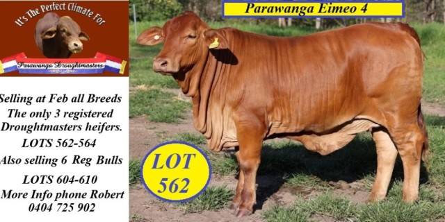 Parawanga Droughtmasters Feb all Breeds  