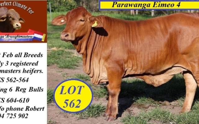 Parawanga Droughtmasters Feb all Breeds  