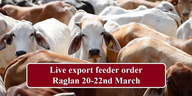 Live export feeder order 