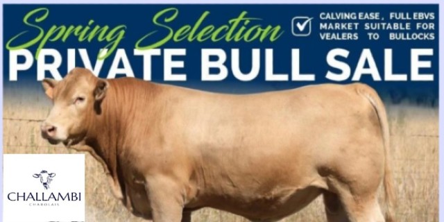 Bulls For Sale Challambi Charolais