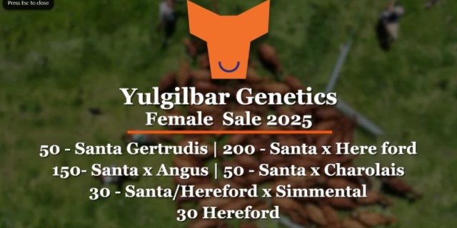  Yulgilbar  Genetics Female Sale 2025...