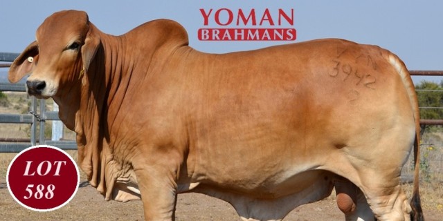 Yoman Brahman Stud RBWS 2023