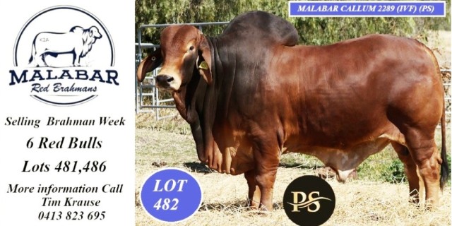 Malabar Red Brahmans Rocky Brahman Week 