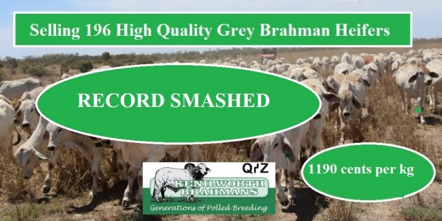  Sale record 196 High Quality Grey Brahman Heifers   