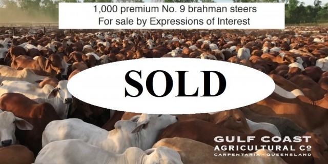 FOR SALE 1,000 STEERS