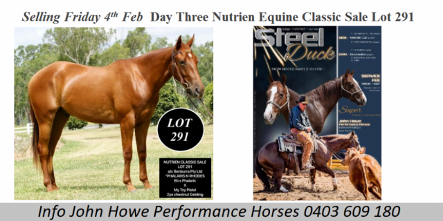 Selling Lot 291 Day Three Nutrien Equine Classic 