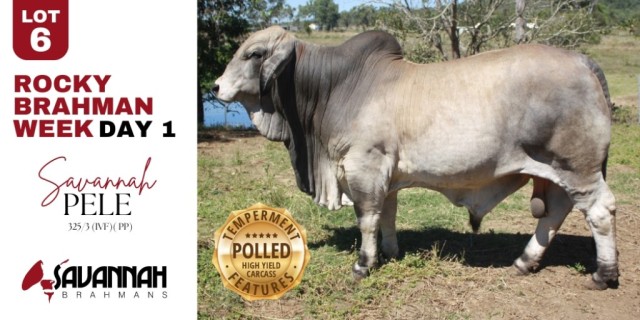 Savannah and Pivot Brahmans (RBWS)