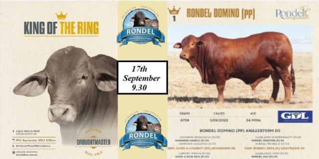 Rondel’s Droughtmaster National Bull Sale 2024