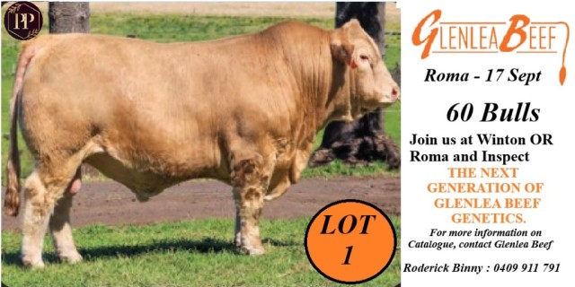 Glenlea Beef  Charolais Bull Sale Roma 