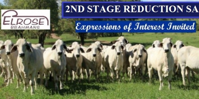 Elrose  2nd Stage Reduction Sale 370 Grey Females