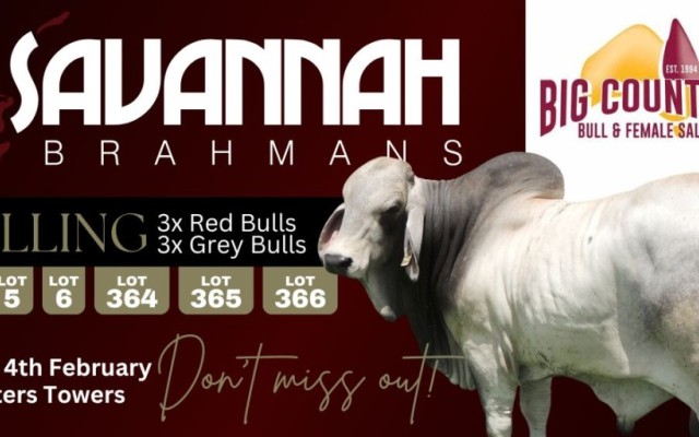 Savannah Brahmans Big Country Sale 2025.