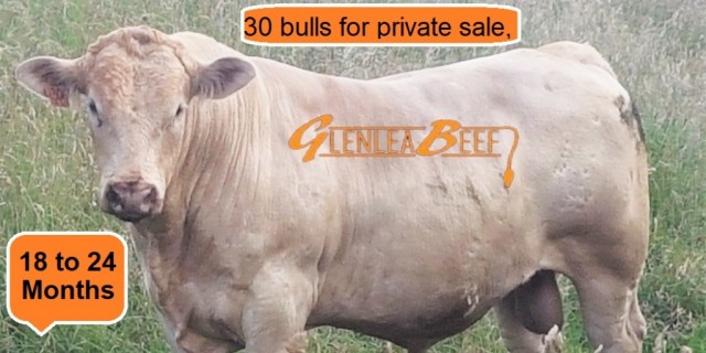 30 bulls for Private Sale.