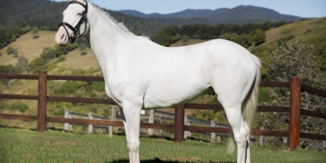 A white horse makes Queensland breeding history