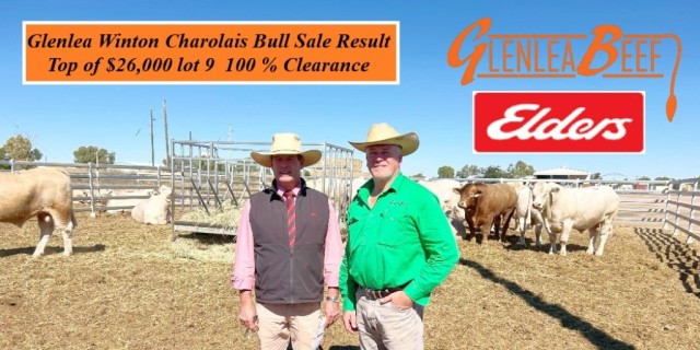 Glenlea Beef  Charolais Bull Sale Winton 