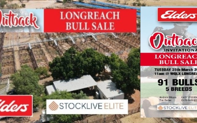 LONGREACH BULL SALE 2025