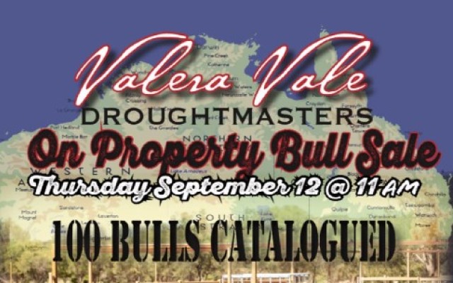 Valera Vale  Droughtmasters 2024 Sale.