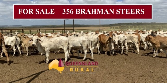 For Sale 356 Brahman Steers 