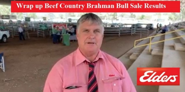 Beef Country Brahman Bull Sale. (RESULTS )