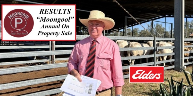 MOONGOOL ON PROPERTY BULL SALE