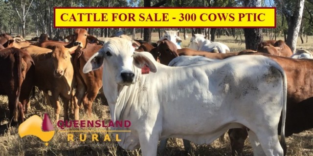 CATTLE FOR SALE - 300 COWS PTIC   