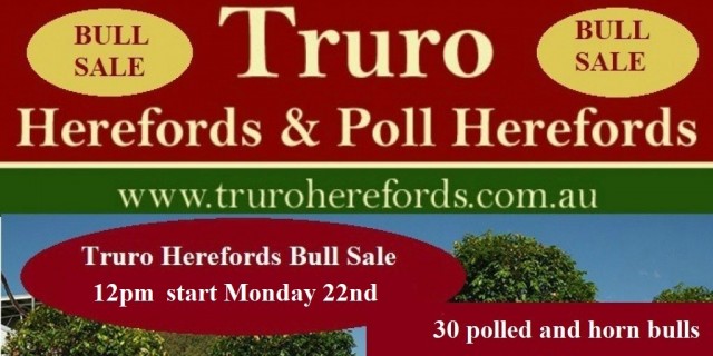 Truro Herefords Bull Sale