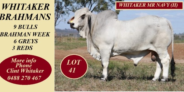 Whitaker Brahman Week Bulls 2024 