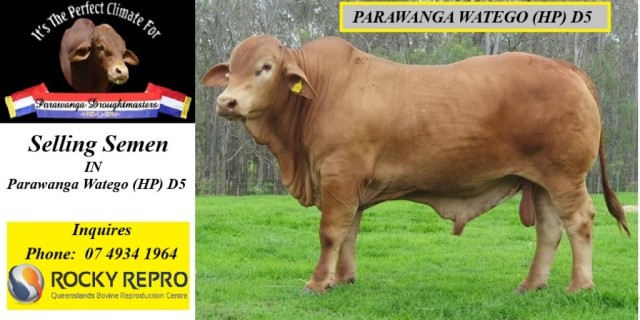 Parawanga Droughtmasters Semen Sale