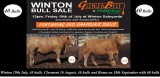 Glenlea Beef Charolais  Winton Sale 