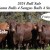 Yulgilbar Annual Production Sale.