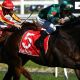 Go to ALLIGATOR BLOOD LEADS GALAXY OF STARS TO CAULFIELD