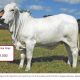 Go to Gympie Female Sale Results
