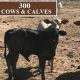 Go to FOR SALE: 300 Mixed Age Cows and Calves.