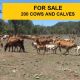Go to FOR SALE