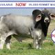 Semen Released JDH Summit Manso 941/1