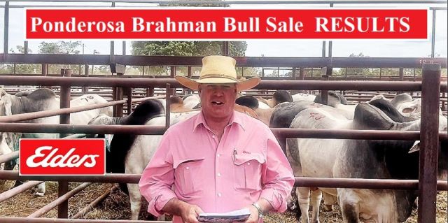 Ponderosa Brahman Bull Sale RESULTS