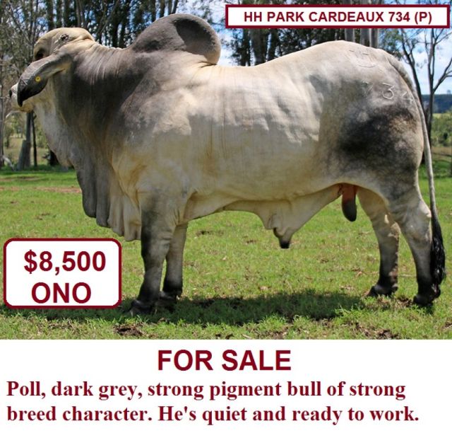 BULL FOR SALE