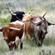 Go to Cattle Replace Bison to Restore US Grassland Health