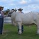 Go to Hamdenvale Brahmans