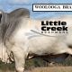 Go to Little Creek Brahmans