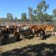 Go to 3 DECKS SOFT BRAHMAN & DROUGHTMASTER NO. 4 HEIFERS